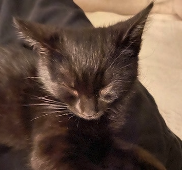 A sleepy black kitten on a white blanket