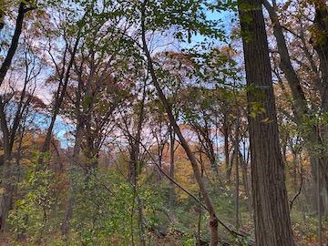 Blue sky with pink clouds at dusk  behind fall woodlands, with oaks and other trees and leaves of different colors