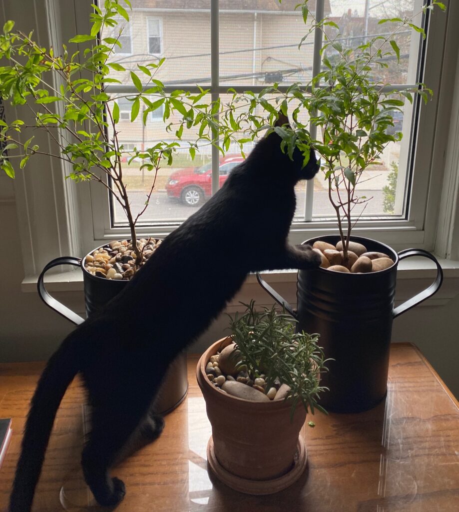 Image shows a black kitten standing with her front legs on the rocks on top of one of two black planters containing dwarf pomegranate trees. In the foreground is a rosemary plant. All are on a wooden chest.