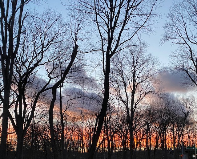 Image shows bare winter trees in Forest Park, Queens, against the sky at dusk.
