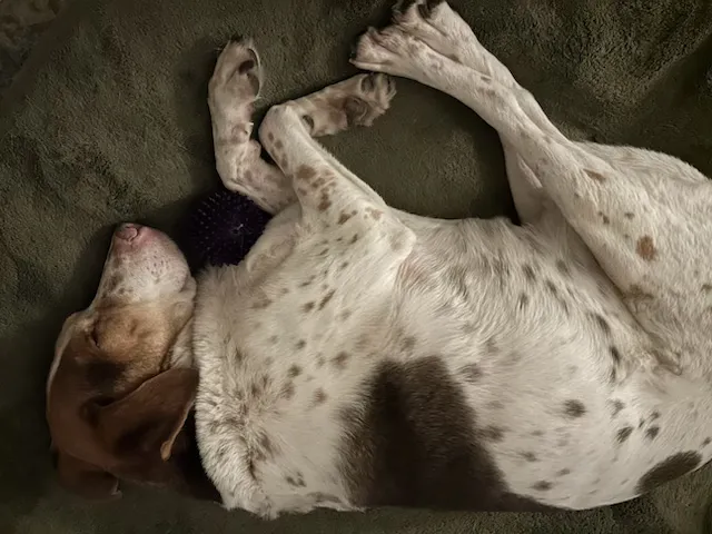 Image shows a hound, asleep with his ball nestled under his chin.