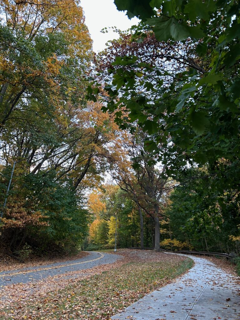 Image shows the yellow and orange of trees beginning to change for fall, along with some trees browning, and dried brown leaves along a sidewalk and road that run through the trees.